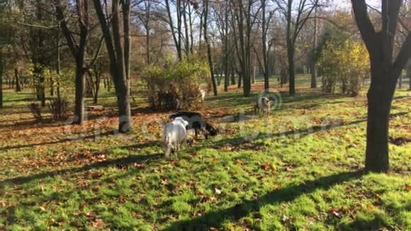 清晨一群家养的山羊在城市公园吃草视频的预览图