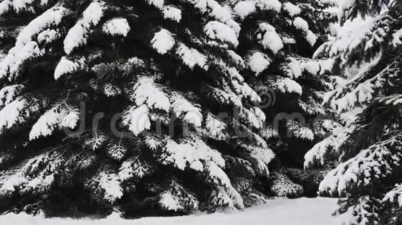 云杉树上覆盖着新鲜的雪在冬林中在雪中飘落视频的预览图
