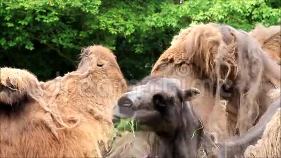 骆驼吃草看视频的预览图