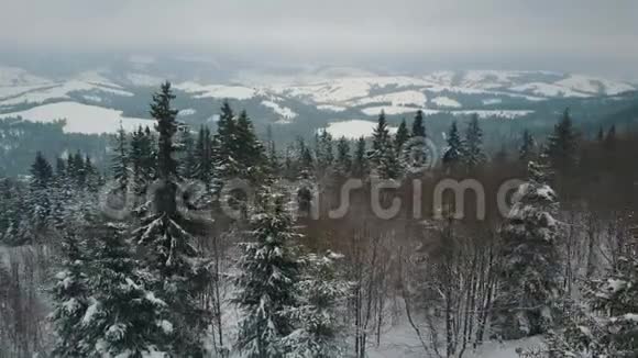 鸟瞰覆盖松树的冬山山在雪天野生动物的美丽视频的预览图