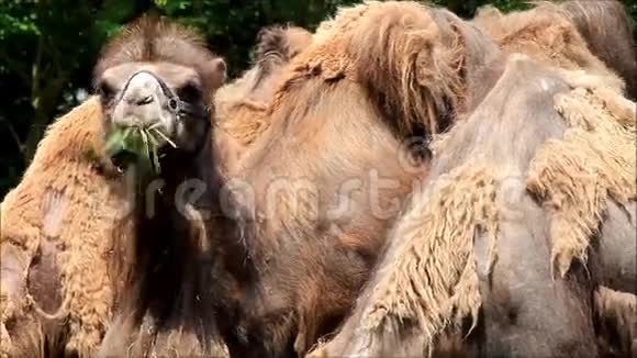 骆驼吃草看视频的预览图