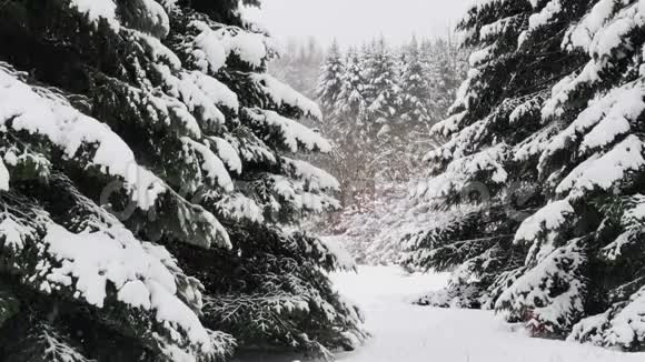 云杉树上覆盖着新鲜的雪在冬林中在雪中飘落视频的预览图