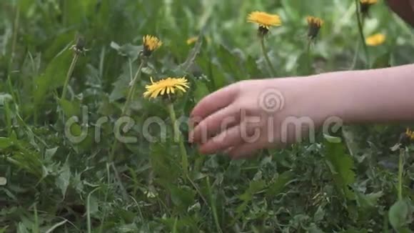 小女孩在草地上收集一束蒲公英孩子闻到蒲公英的香味视频的预览图