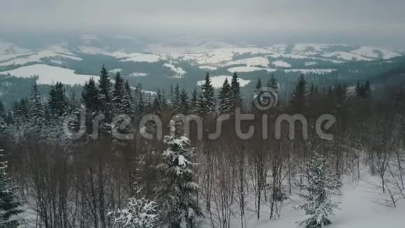 鸟瞰覆盖松树的冬山山在雪天野生动物的美丽视频的预览图