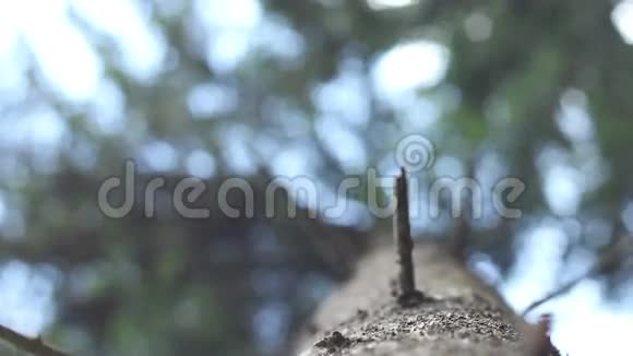 针叶树主景视频的预览图