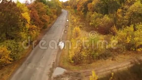 沥青路在秋林缓慢平稳的无人机飞行秋天森林里的沥青路缓慢平稳的无人机飞行视频的预览图