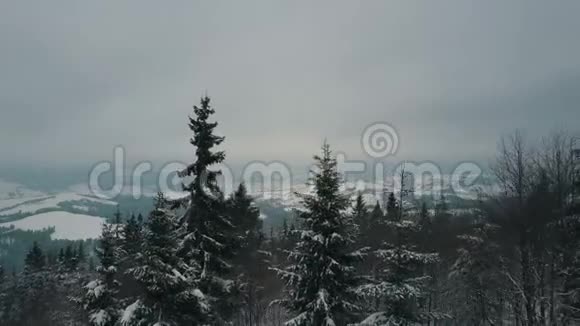 鸟瞰覆盖松树的冬山山在雪天野生动物的美丽视频的预览图