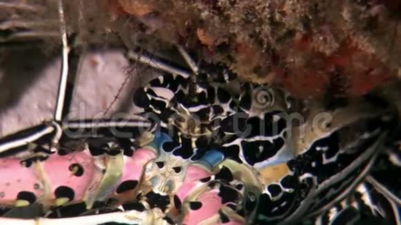 在马尔代夫海底寻找食物的龙虾蟹视频的预览图
