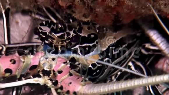 在马尔代夫海底寻找食物的龙虾蟹视频的预览图