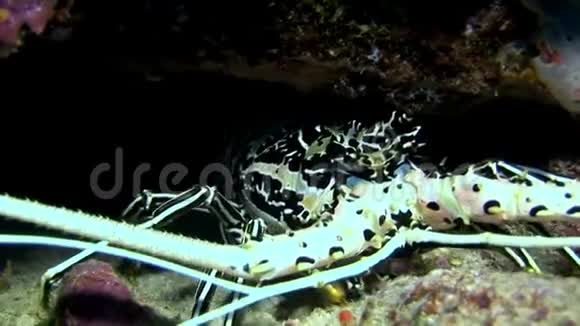 在马尔代夫海底寻找食物的螃蟹海诺斯视频的预览图