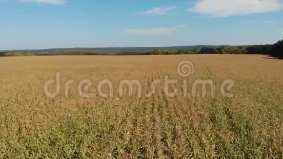 有玉米的田地夏日风景丰收成长和发展的理念视频的预览图