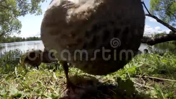 鸭子在湖边吃面包视频的预览图