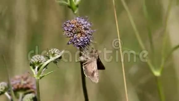 银蝶是一种农业害虫视频的预览图