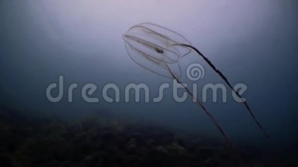 梳水母记忆在冷水中游泳视频的预览图
