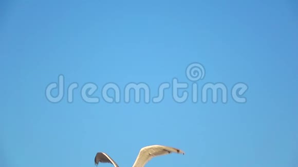 海鸥在蓝天上翱翔在空地上盘旋慢动作视频的预览图