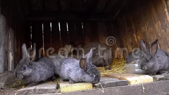 家兔在笼子里兔子在嗅家庭农业视频的预览图