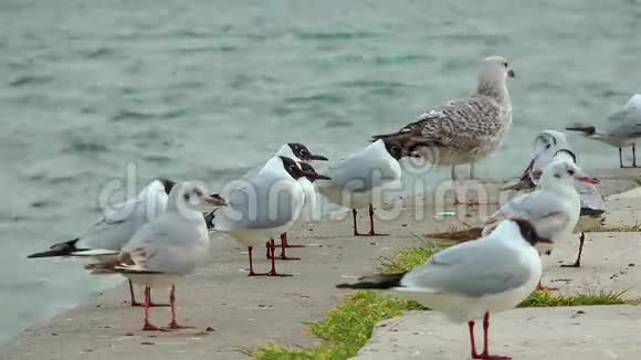 海边的鸟视频的预览图