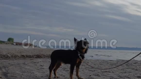 一只玩具狗在一个大湖的岸边散步狗和沙子被傍晚的日落照亮视频的预览图