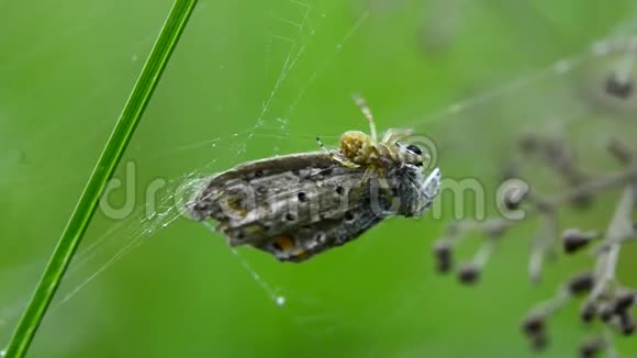 花园蜘蛛包捕捉蝴蝶视频的预览图