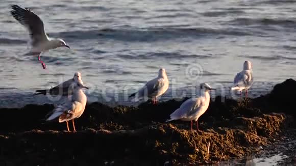 海鸥站在沙滩上用喙刷羽毛视频的预览图