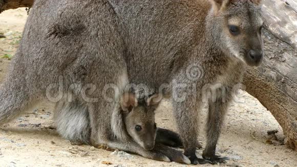 袋鼠红颈Wallaby配种视频的预览图