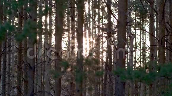 春天夏天清晨落叶林中的小径森林里年轻茂盛的绿树详细视图视频的预览图