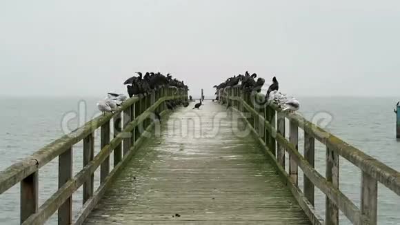一群在波罗的海小镇萨斯尼茨的长廊桥上休息德国鲁根岛视频的预览图