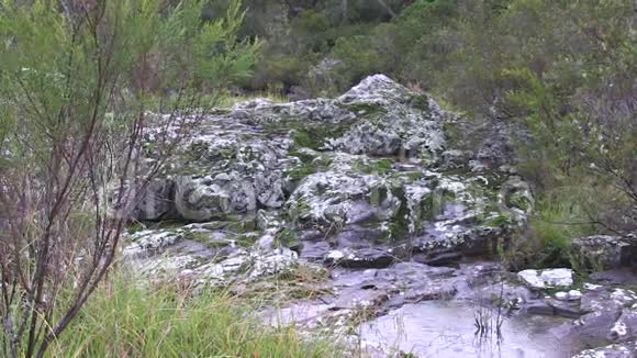澳大利亚新南威尔士北部部分干温带雨林生态中的玄武岩岩石河床视频的预览图