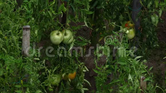雨落在花园里的藤蔓上未成熟的西红柿上视频的预览图