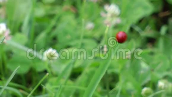 瓢虫坐在草叶上视频的预览图