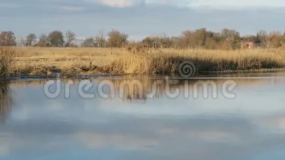 纽崔亚河老鼠游泳通过哈维尔河勃兰登堡德国冬天视频的预览图