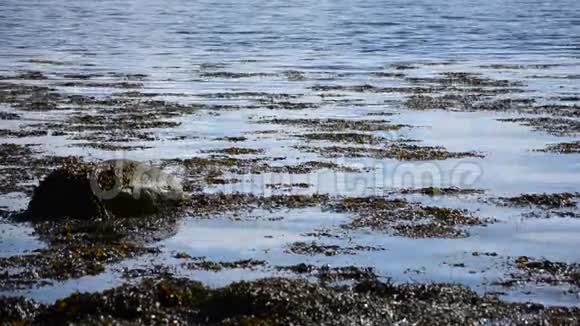 清澈平静的蓝色峡湾表面背景与海藻视频的预览图