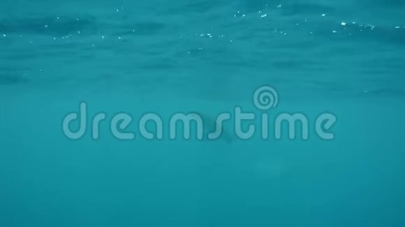 可爱的绿海龟在海面上游动的短视频视频的预览图
