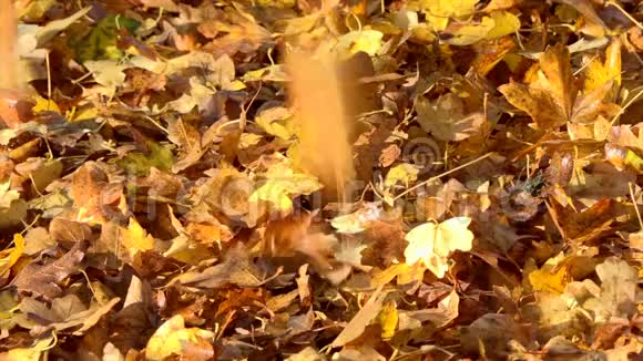 秋天的树叶缓缓飘落五彩缤纷的秋天视频的预览图