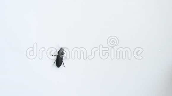 黑甲虫在白色背景上爬行视频的预览图