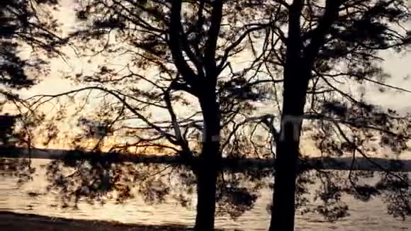 日落时的春天森林和湖泊视频的预览图