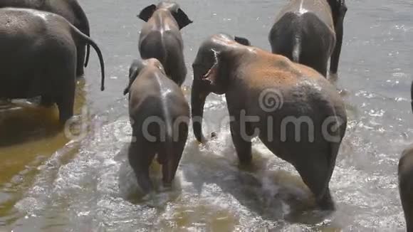成群的大象在河流或湖泊中洗澡慢动作视频的预览图