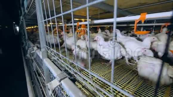鸡在禽笼中行走特写镜头视频的预览图