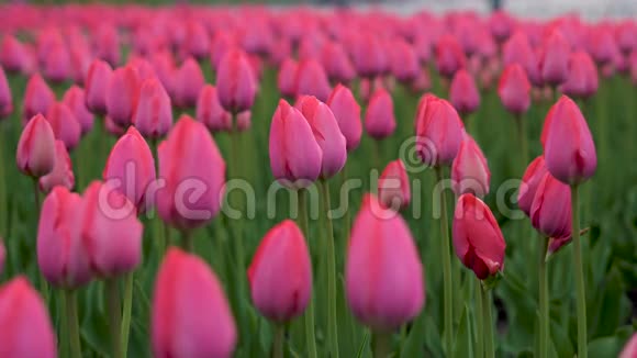 郁金香开花了清新的花朵郁金香在风中摇曳大量的郁金香与粉红色的花蕾创造了一个粉红色的领域视频的预览图