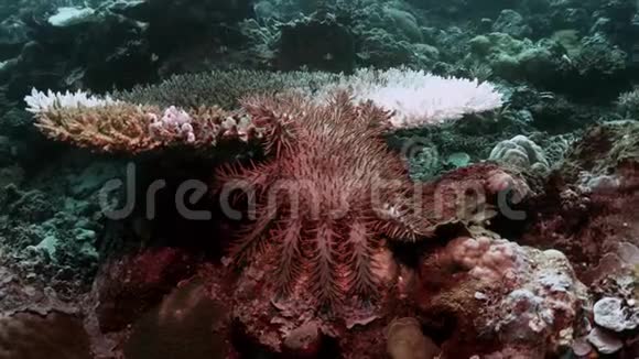 珊瑚礁上的刺冠海星4k视频的预览图