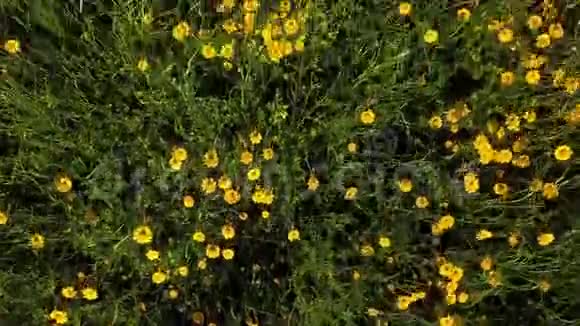 黄色雏菊视频的预览图