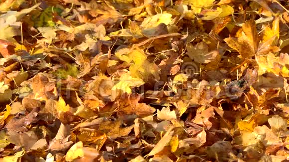 秋天的树叶缓缓飘落五彩缤纷的秋天视频的预览图