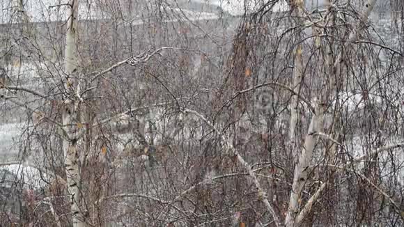 雪落在桦树的背景上视频的预览图