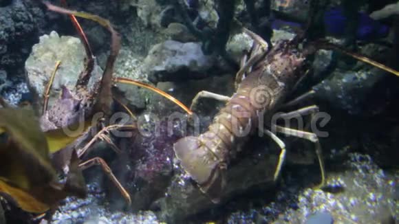 欧洲刺龙虾线爪对活水下视频的预览图
