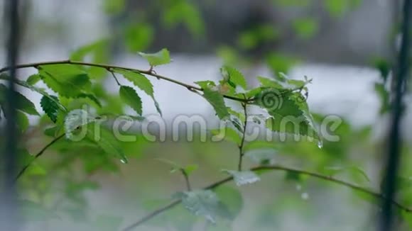 雨滴在一棵树的绿叶上视频的预览图