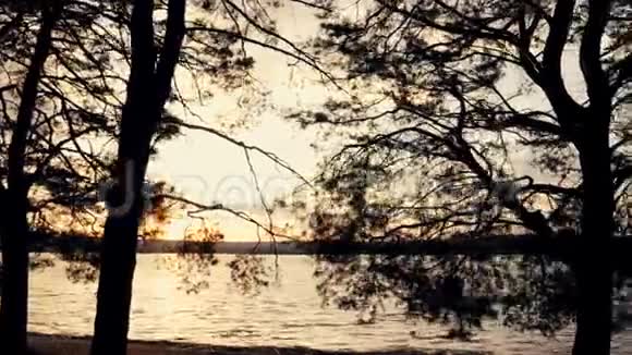 日落时的春天森林和湖泊视频的预览图