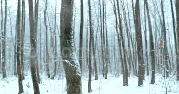 暴风雪期间的冬季雪林公园冰雪混合森林视频的预览图