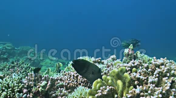珊瑚礁与莫雷鳗和午夜鱼视频的预览图