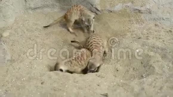 一群鼬鼠在沙子里挖在周围玩耍视频的预览图