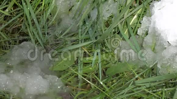 春天滴在绿草和积雪的背景上视频的预览图